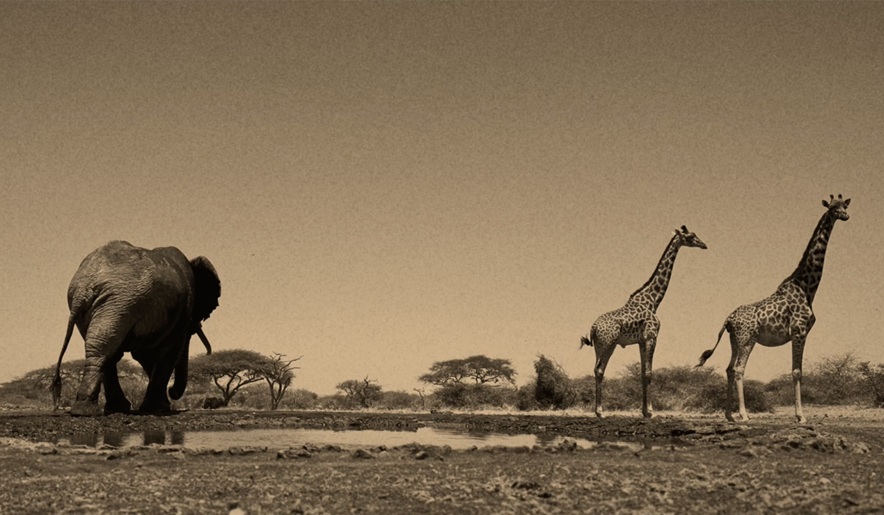 roho ya chui wildlife tales